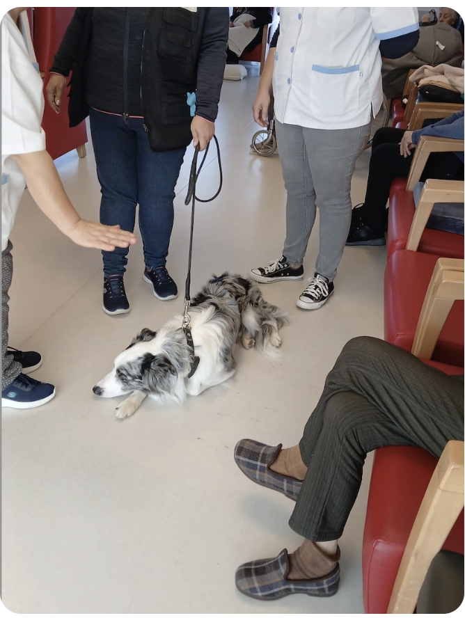 Sessão de interação assistida por cães num lar